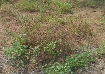 WhatsApp-Image-2026-02-03-at-11.43.19